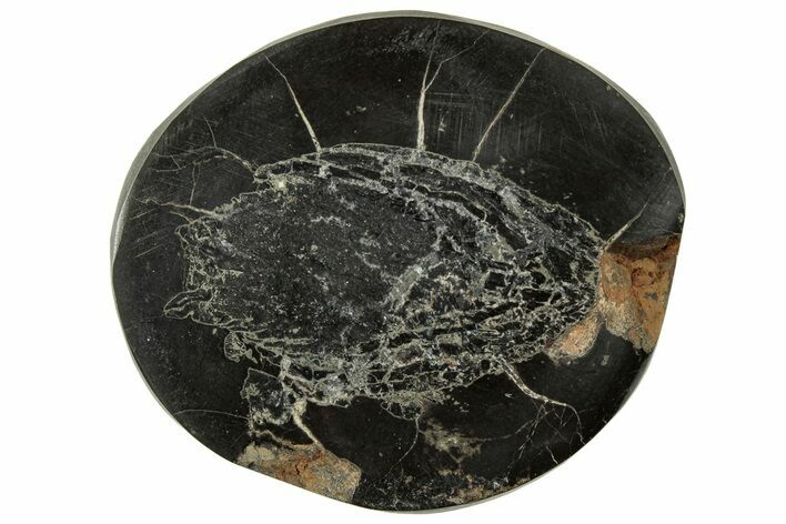 Polished Fish Coprolite (Fossil Poo) Nodule Half - Scotland #314883